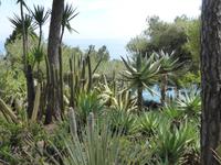 Monaco - botanische Vielfalt