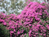 Am See Genezareth: Brotvermehrungskirche