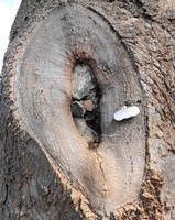 Der Baum offenbart seine Wunde