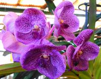 Im Orchideengarten Quinta da Boa Vista III