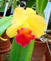 Im Orchideengarten Quinta da Boa Vista XIV