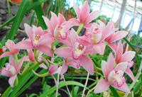 Im Orchideengarten Quinta da Boa Vista XVI