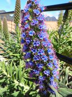 Der Stolz Madeiras I