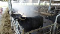 26.05.2018 Büffelfarm Vanullo
