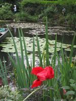Giverny. Wassergarten