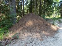 DSCN0877  Ameisenhaufen