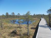 DSCN1110 Moorwanderung