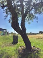 geschälte Korkeiche