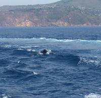 DELPHINE BEGLEITEN UNS BEI LIPARI