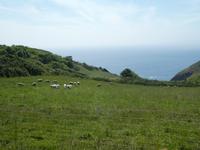 Blick auf Sark
