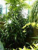 Eric Young Orchid Foundation