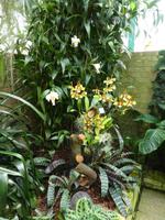 Eric Young Orchid Foundation