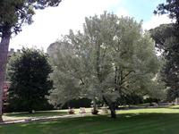 61_Rom_Vatikanische_Gärten