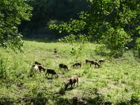 Ziegenart auf Jersey