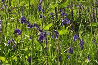 Südengland - Isle of Wight - Shanklin Chine