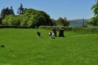 Südengland - Dartmoor - Spinster's Rock