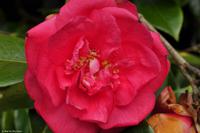 Südengland - Lanhydrock House & Gardens