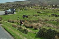 Südengland - Devon - Dartmoor