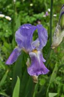 Südengland - Glastonbury Abbey