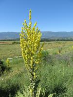 Königskerze am Wegesrand