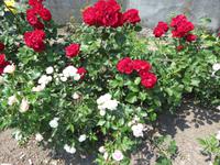 Rosen in Nessebar