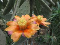 Botanischer Garten von Baltschik