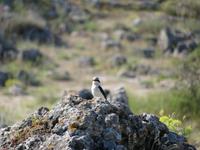 Vogelbeobachtung am Steinwald