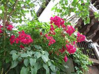 Rosen in Tryavna