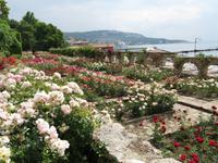 Rosen im Botanischen Garten von Baltschik