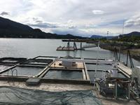 Die Lachsaufzucht in Juneau