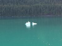 Eisschollen im Endicott Arm