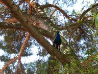  Castelo de São Jorge
