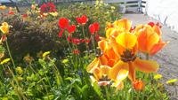 Lofoten-Rundfahrt (Flora in Henningsvær)