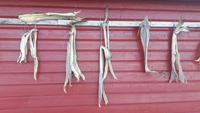 Lofoten (Mortsund - Stockfisch)