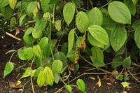 Südengland - SAD - Eberhardt-Travel - Reiseleiter Martin Büchner-2485