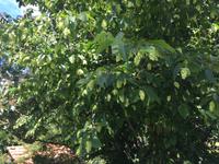 117 Wanderung von Vivo d'Orcia nach Seggiano