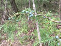 170 Rundwanderung Ville di Corsano