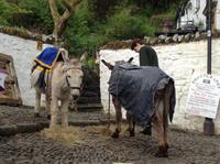 die Esel in Clovelly