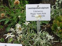 im Alpengarten