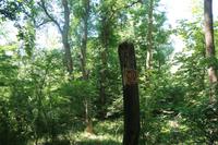 Spaziergang in die Oderauen im Nationalpark Unteres Odertal