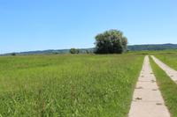 Spaziergang in die Oderauen im Nationalpark Unteres Odertal