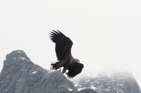 Seeadler
