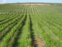 Quinta da Avessada - Weinfelder der Quinta