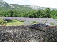 Singlereise Kroatien - Lavendelernte