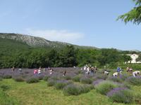 Singlereise Kroatien - Lavendelernte