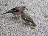 Singlereise Kroatien - Nationalpark Plitwitzer Seen