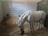 Bundesgestüt Piber - Spanische Hofreitschule 