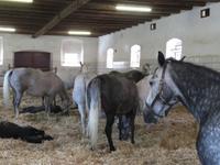 Bundesgestüt Piber - Spanische Hofreitschule 