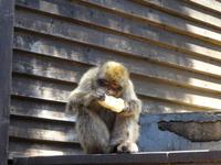 Gibraltar (19)
