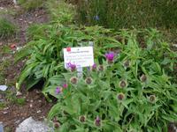 im Alpengarten